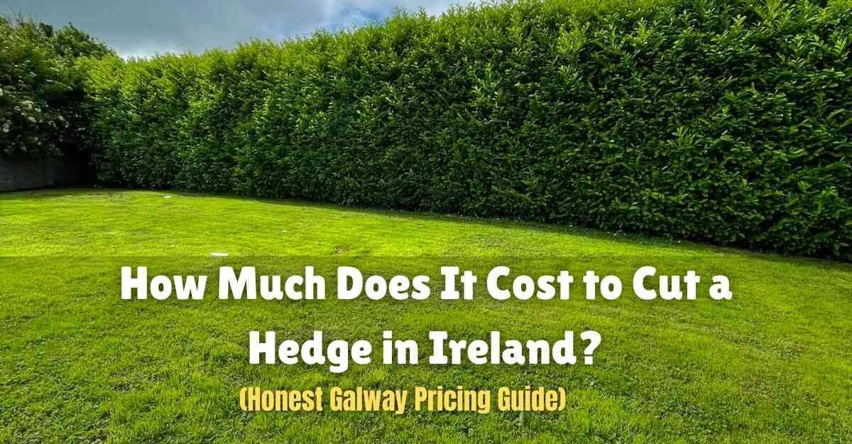 How Much Does It Cost to Cut a Hedge in Ireland (1)