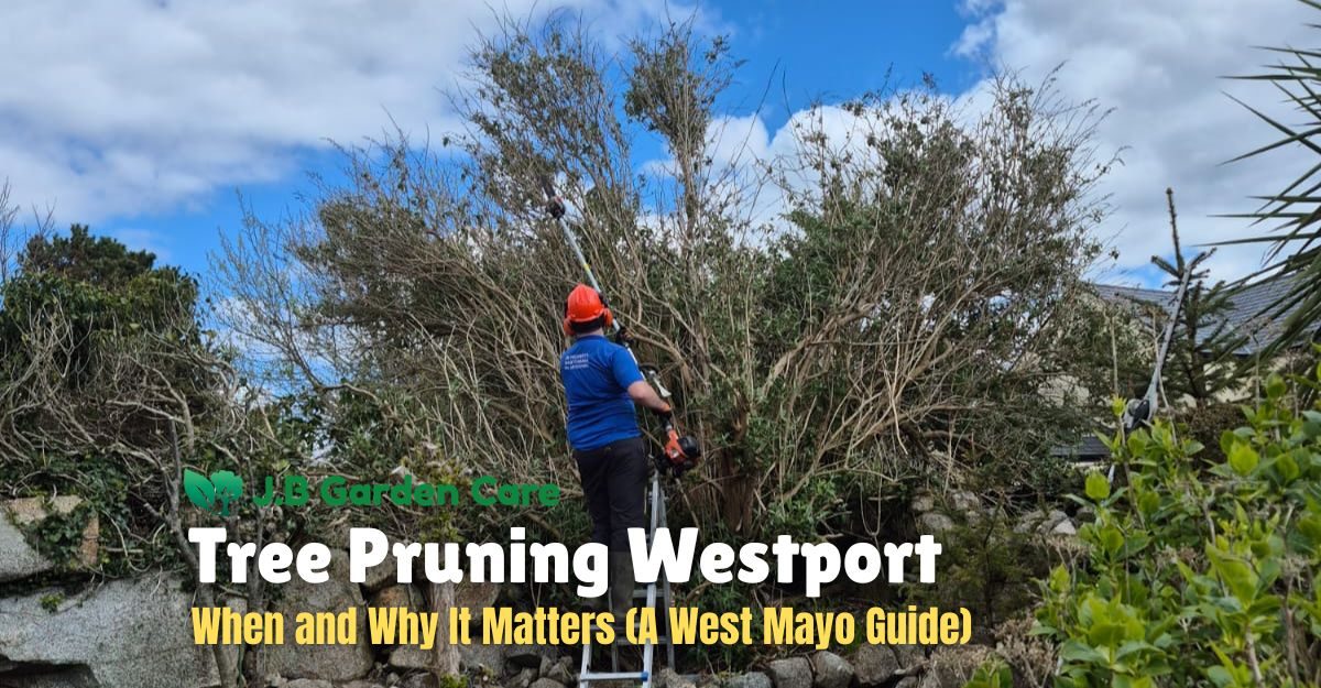Tree Pruning Westport