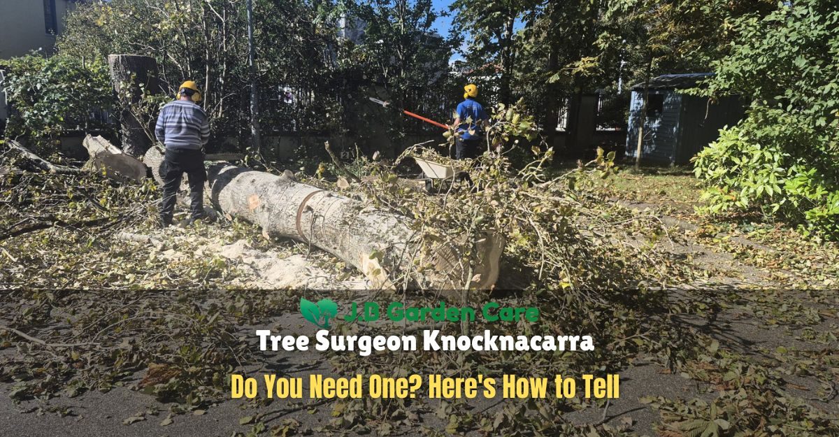 Tree Surgeon Knocknacarra
