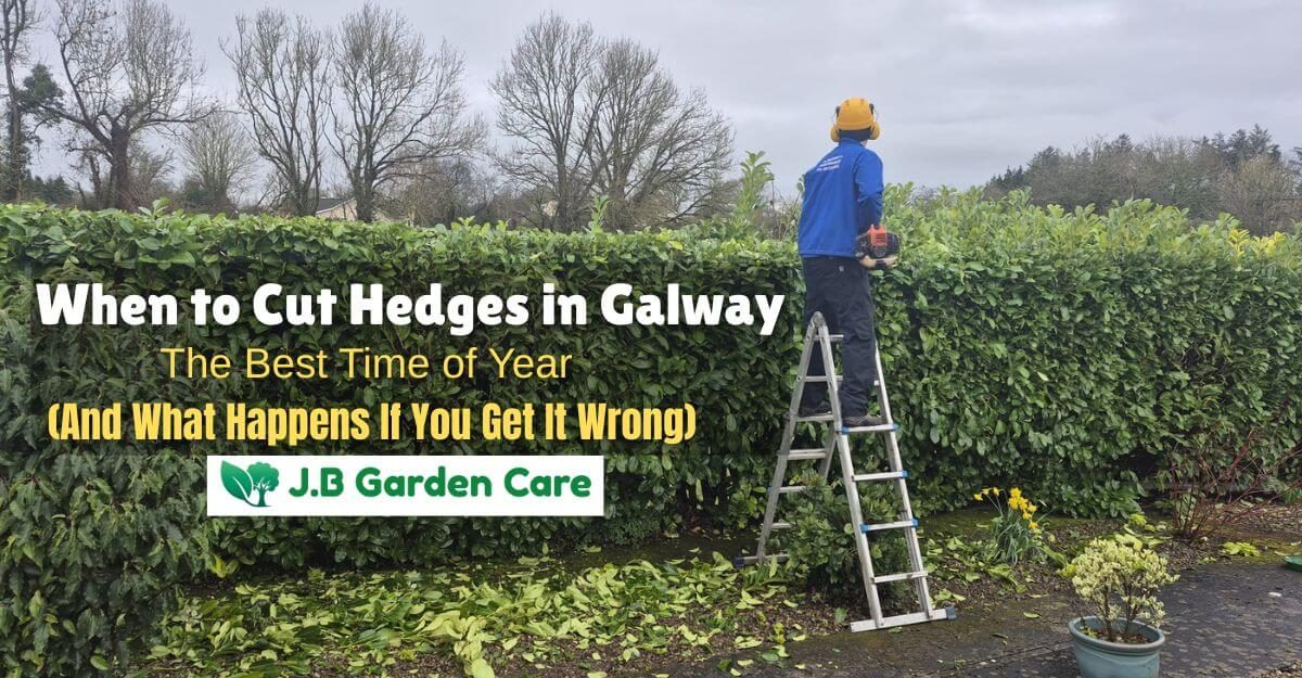 When to Cut Hedges in Galway